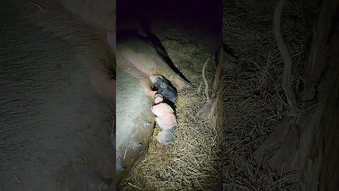 New Piglet Upset @UncleTimsFarm #kärnəvór #carnivore #shorts #pigtalk