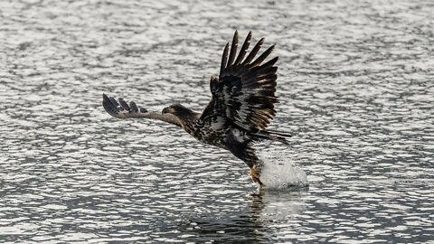 2-to-3-Year-Old Bald Eagle, Sony A1/Sony Alpha 1, 4k