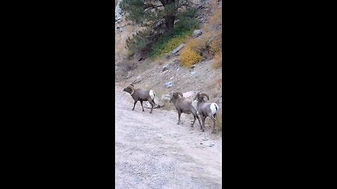 animals