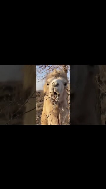 How camel 🐪 eat this so difficult #Shorts #ytshorts #UbertainmentFun #Dogs #Animals #Fun