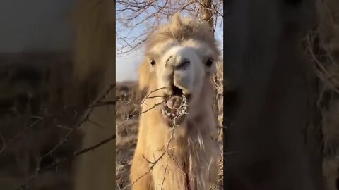 How camel 🐪 eat this so difficult #Shorts #ytshorts #UbertainmentFun #Dogs #Animals #Fun