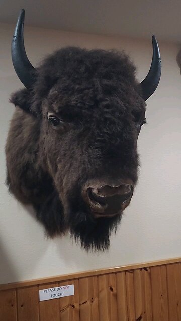 booping the bison snoot