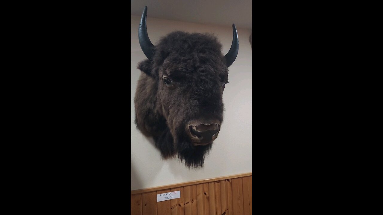 booping the bison snoot