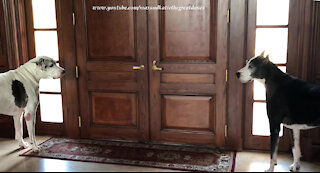 Sleepy Great Dane Becomes Talkative Watch Dog