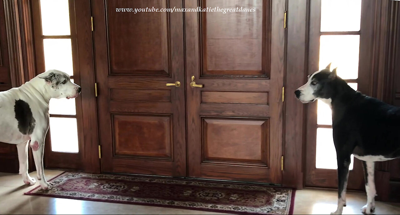 Sleepy Great Dane Becomes Talkative Watch Dog