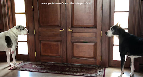 Sleepy Great Dane Becomes Talkative Watch Dog