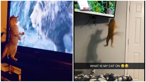 most funny dog and cat videos 😹😻 funny cats😻😹