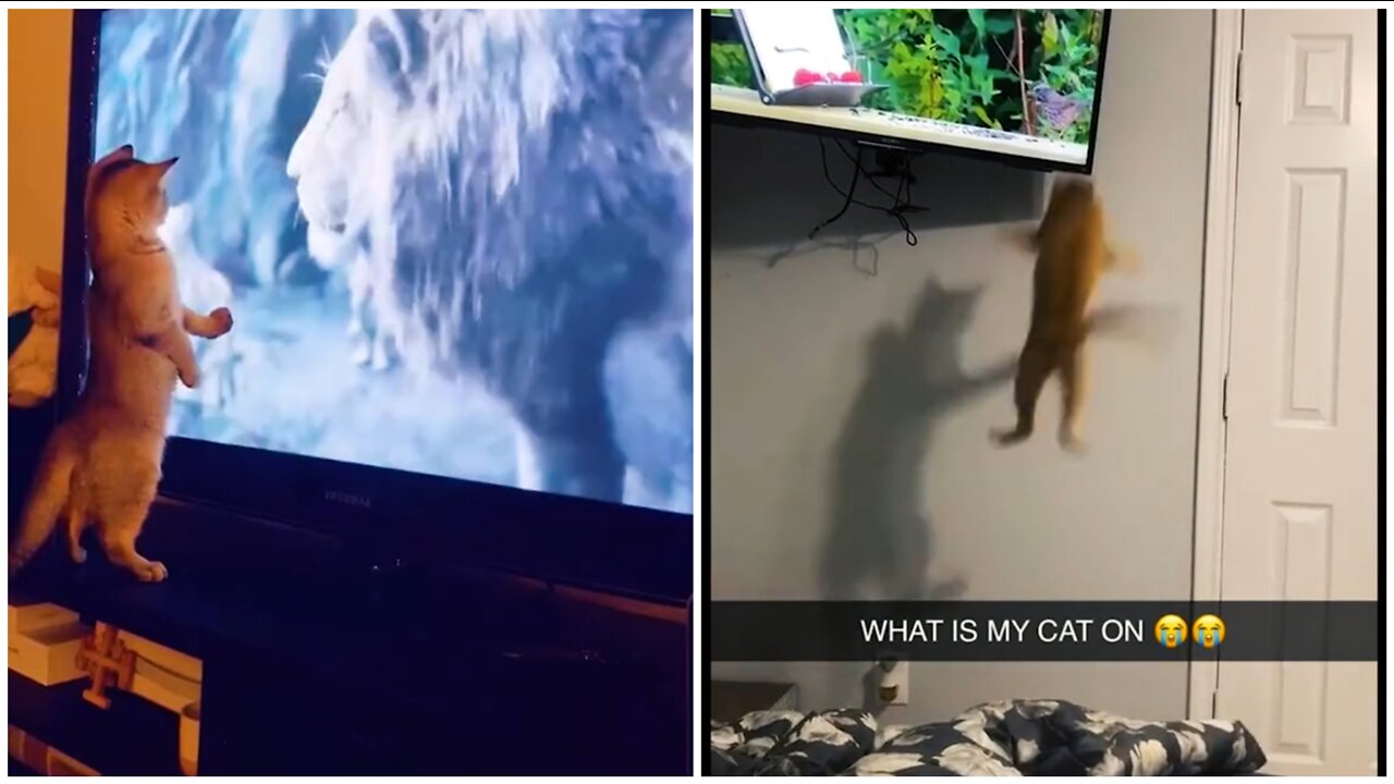 most funny dog and cat videos 😹😻 funny cats😻😹
