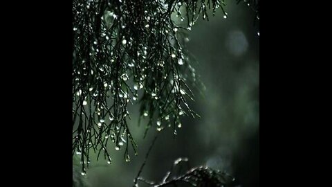 Sleep Sounds - Thunderstorm (Black Screen)