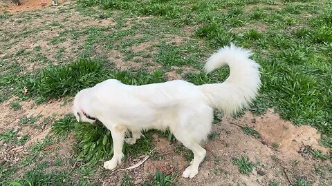 New puppy dog update: Confirmed; She’s a good girl!