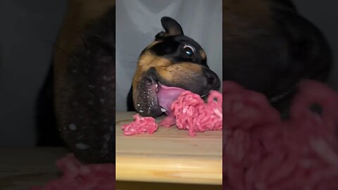 ASMR PUP ROCK EXCLUSIVE (MUST WATCH) [4K] #relax #asmr #shorts #short