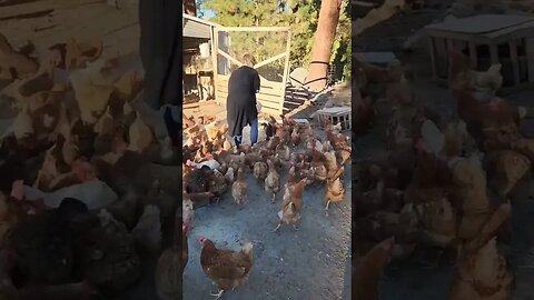 #homestead #homesteading #homesteadlife #chicken #chickens #layers #hens #eggs