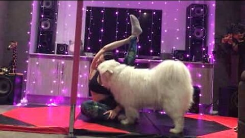Yoga er ikke let når du har hunde
