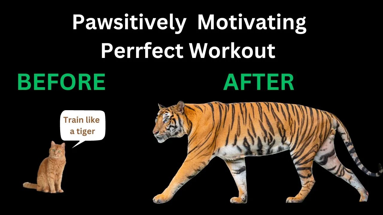 Train To Be A Tiger - Pawsitively Motivating Cat Workout #cats #catvideos #catlover #motivation