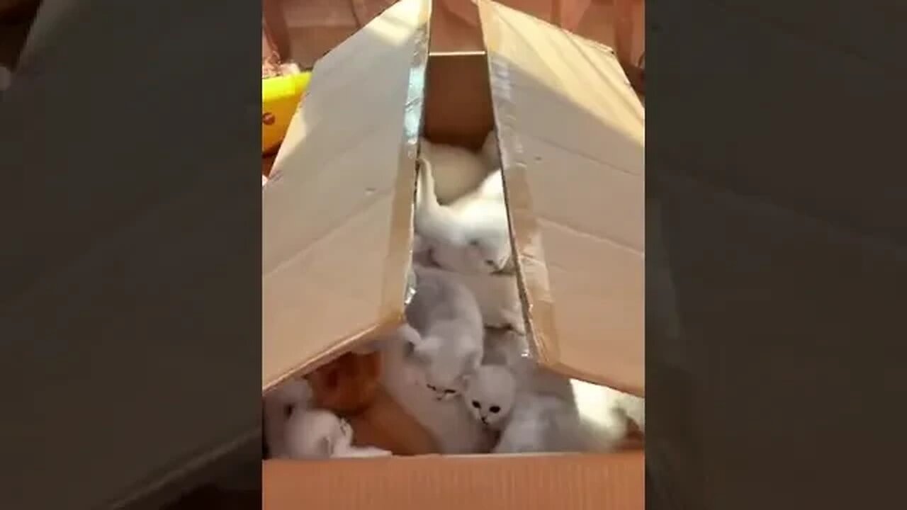 Caja de sorpresa gatitos