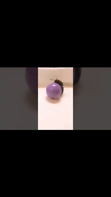 Bees Love Playing With Toys 🐝 #shorts