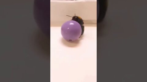 Bees Love Playing With Toys 🐝 #shorts