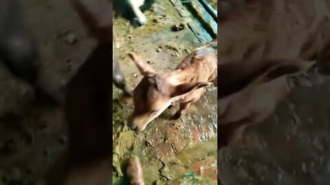 Nam ke Jawan | Khesari lal yadav | #Maa #motivation #youtubeshorts 🙏❤️🐃😉