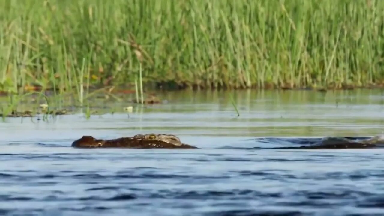 Crocodile is King Swamp! Two Male Lion Protect Yourself From Crocodile In River70 8