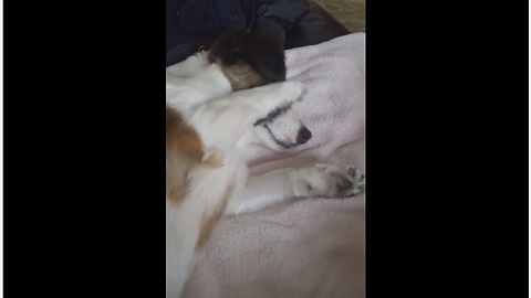 Confused Dog Develops Feline-Like Grooming Techniques For Pampering