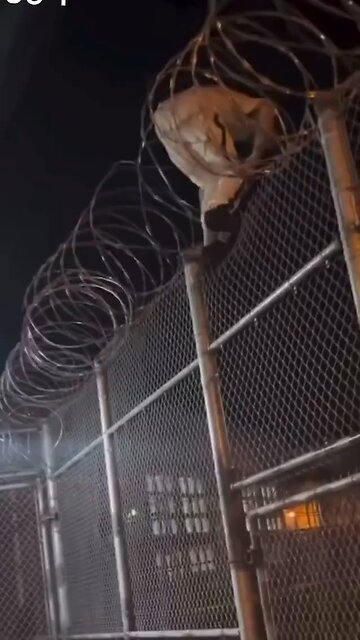 Inmate’s Escape Attempt Ends in Failure