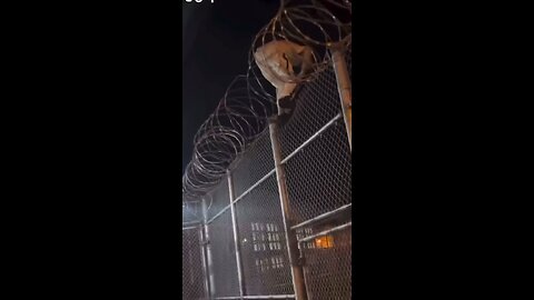 Inmate’s Escape Attempt Ends in Failure