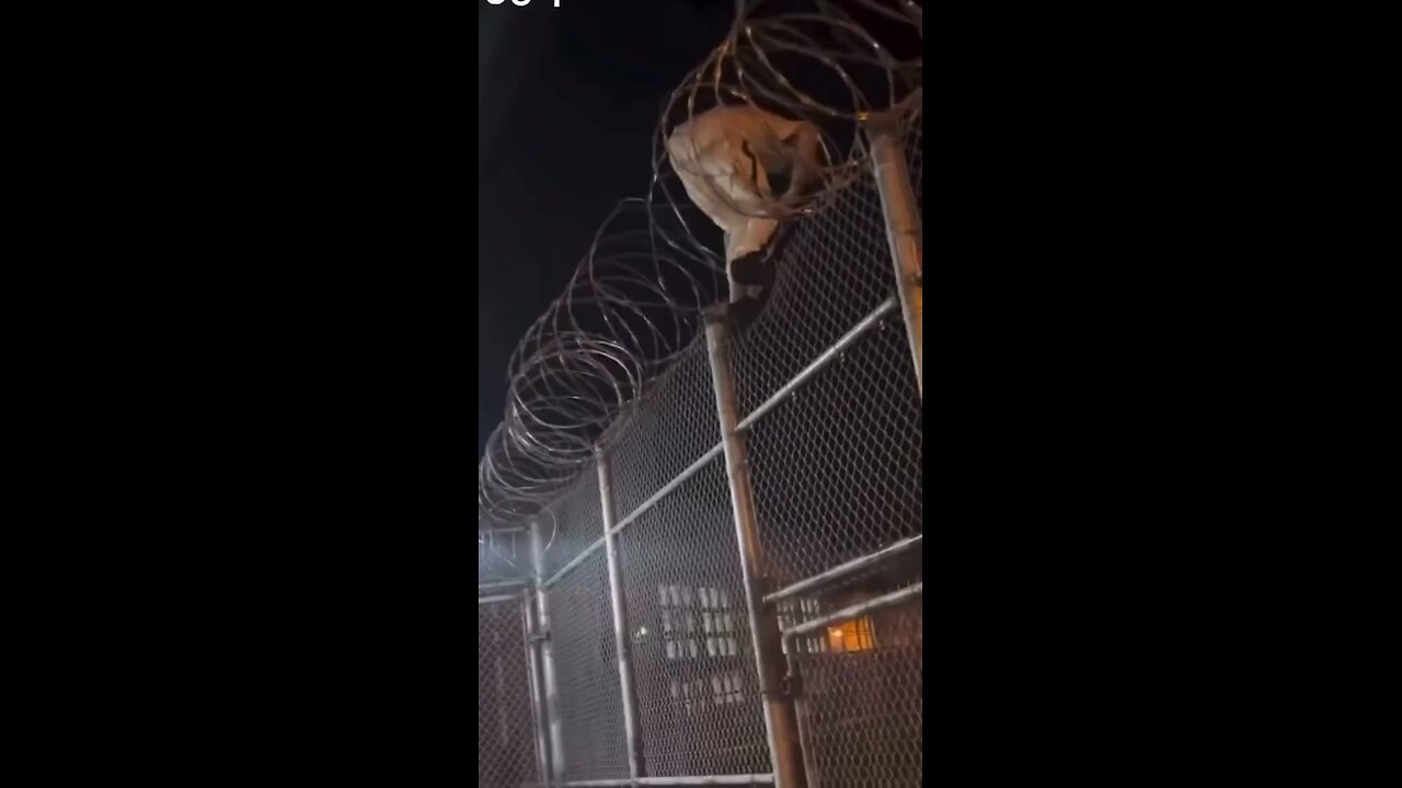 Inmate’s Escape Attempt Ends in Failure