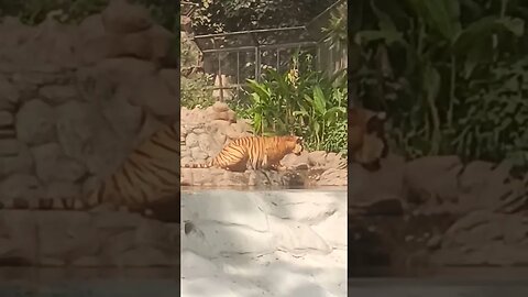 #obcool #tiger #youtube #youtubesearch