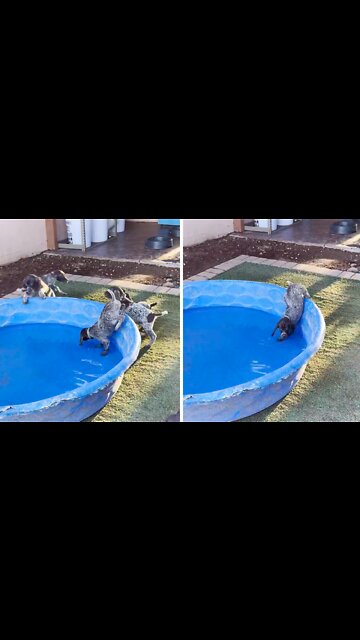Puppy's First Time In The Pool Is Adorably Hilarious