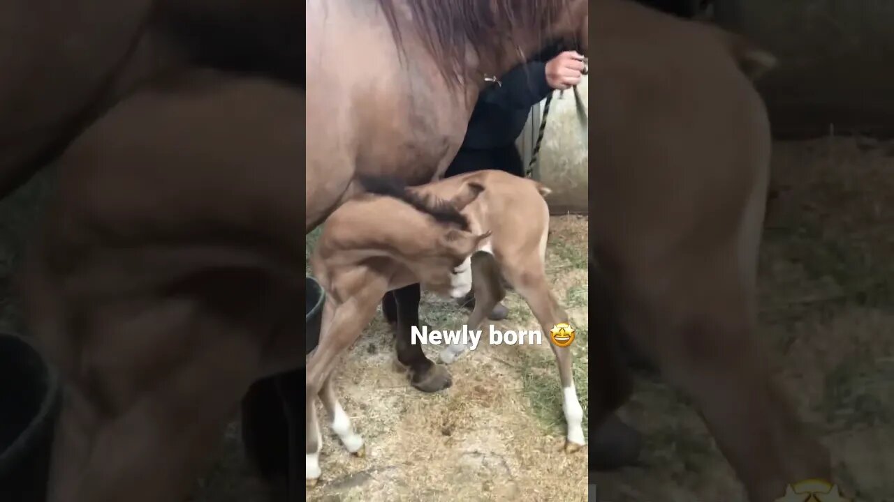 Look at this NEWBORN pony… with four white SOCKS of his own! #shorts #animals