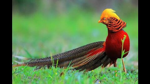 Top 10 Most beautiful animals & Birds