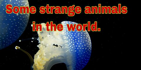 Some strange animals in the world.