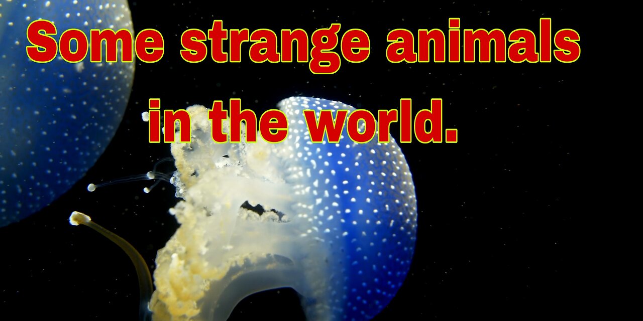 Some strange animals in the world.