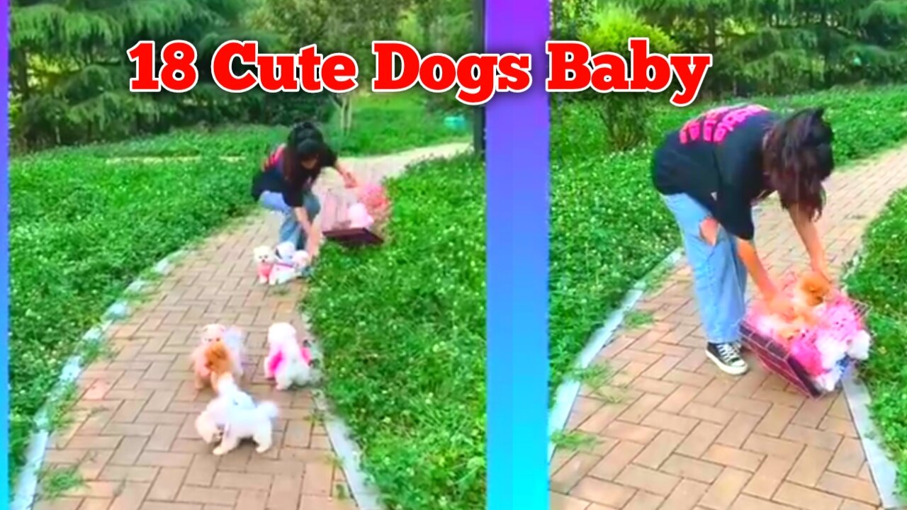 18 Cute Dogs Baby || Most Beautiful pup || Cute Baby || In one minute Video