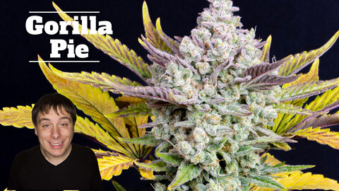Flower to The People - Gorilla Pie