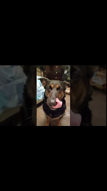 Bella and her Treats #bella #Treats #yummy #delicious #dogsofyoutube #preciousdogs