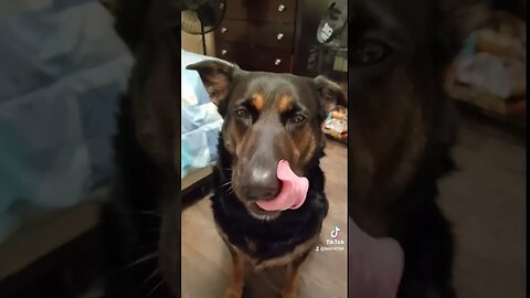 Bella and her Treats #bella #Treats #yummy #delicious #dogsofyoutube #preciousdogs