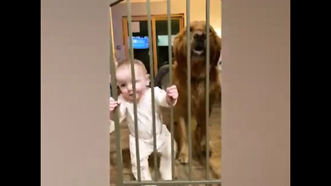 Babies with dogs 😂