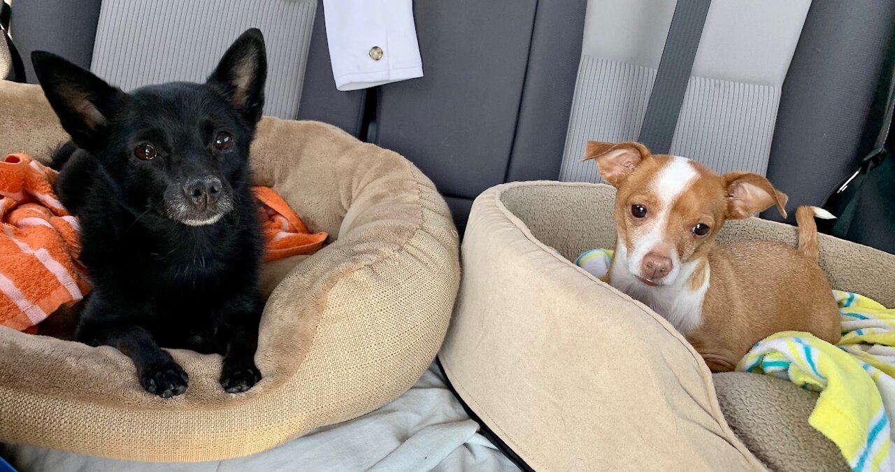 Multi-rescue adoption event planned for next week