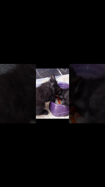 Два милых черных котенка брошенных