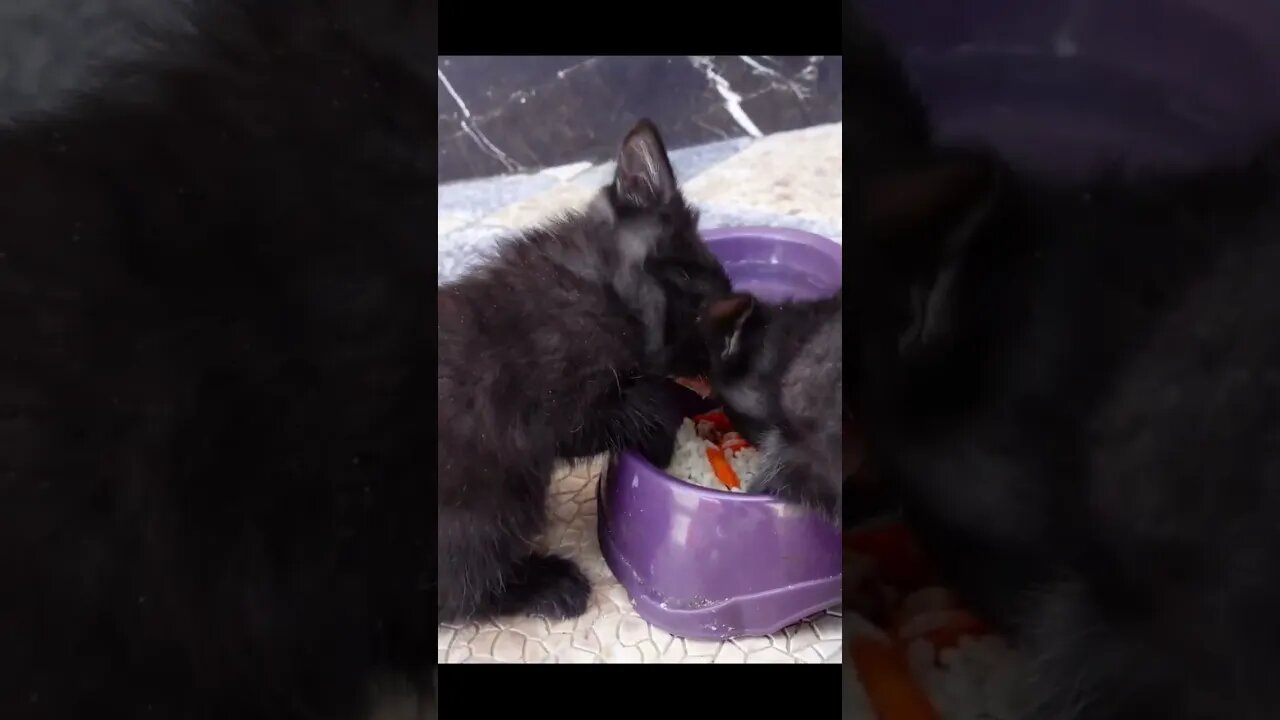 Два милых черных котенка брошенных