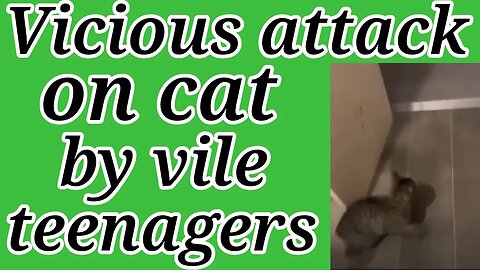 Vicious attack on cat by vile teenagers.
