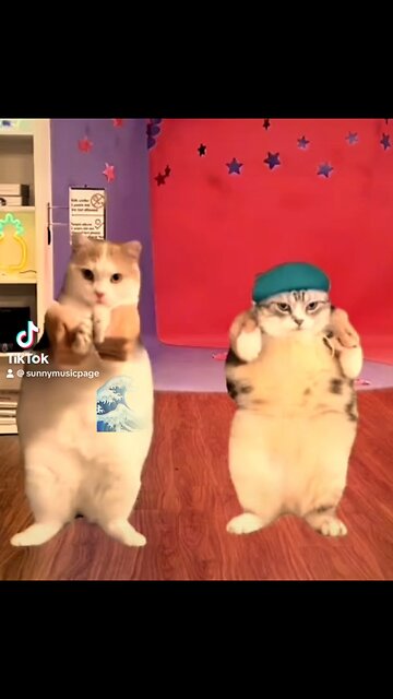 Funny fat cat dancing