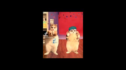Funny fat cat dancing