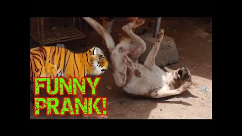 Fake Tiger Prank Made Dog Run Too Hard! - FUNNY PRANK