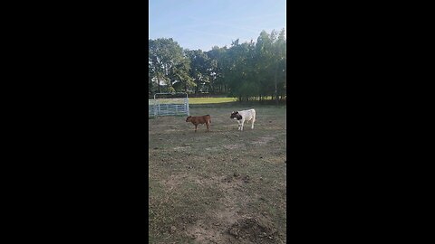 Brother bull calves.