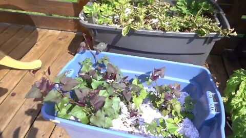Garden Tour Update (White Pumpkin, Peppers, Quince, Veggies, Fruit Trees) - July 29th, 2018