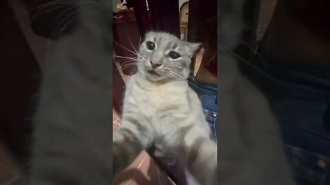 Funny Cat tiktok 06yh