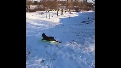 Dog Riding A Sled