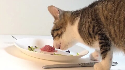 Rudolph the Cat Has Dinner at the Ritz
